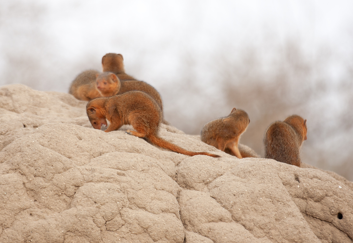 Dwarf Mongoose on Termite Mound - Peter Bagnall